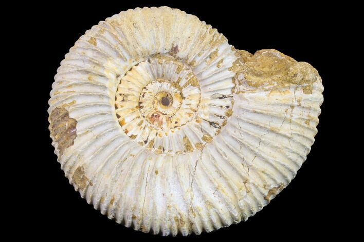 Jurassic Ammonite (Perisphinctes) Fossil - Madagascar #152787